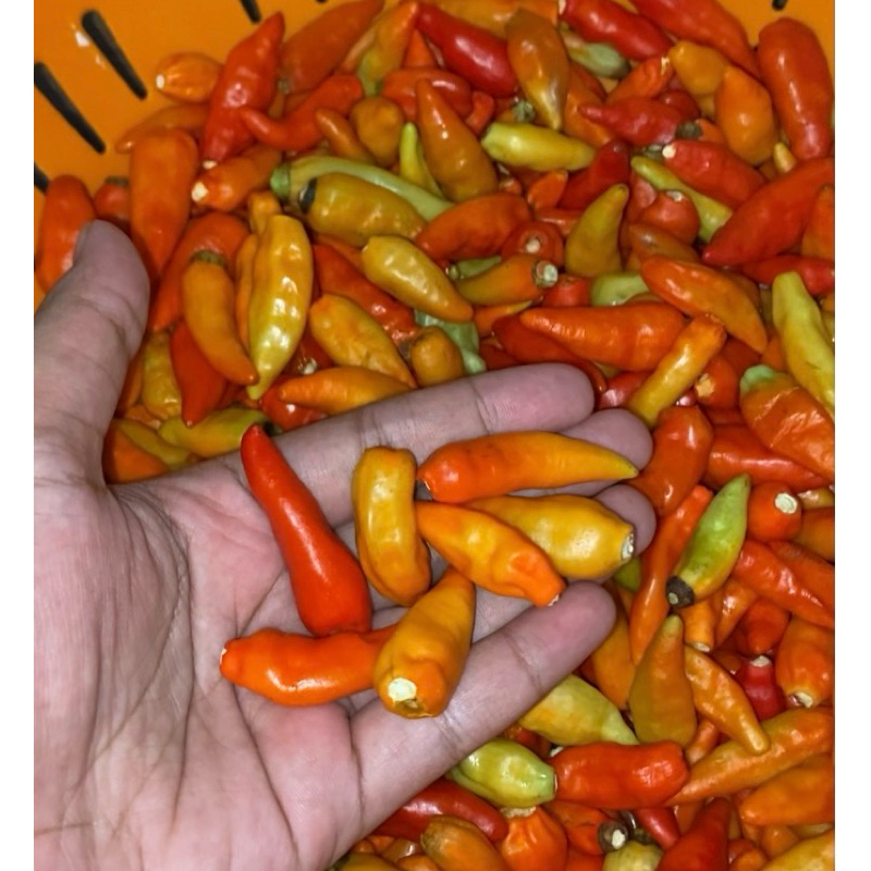 Distributor Cabe Rawit Merah Petik 1 KG