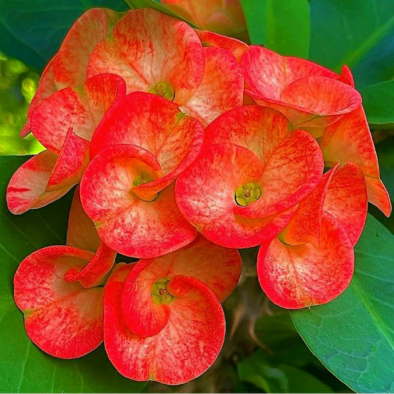 Bunga Euphorbia Milii Red Sunset Mahkota Duri