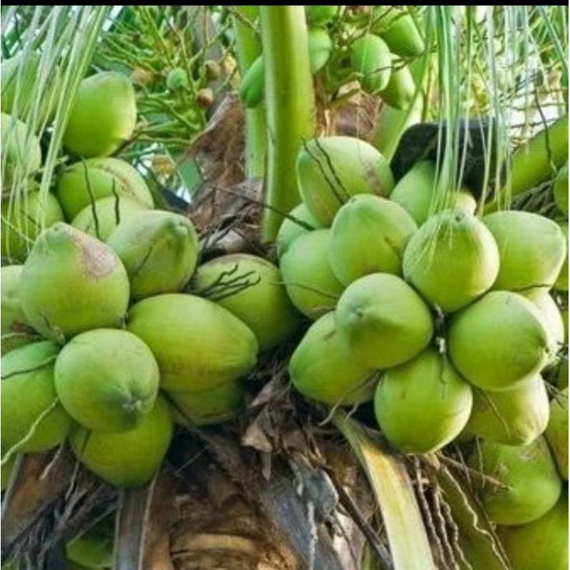 

KELAPA MUDA /KELAPA HIJAU HERBAL