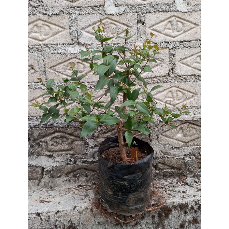 POHON SIANTO DEWANDARU Pohon Ceremai Belanda Untuk Taman Atau Bahan Bonsai Batang Dan Ranting Besar 