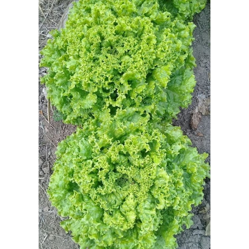 

Sayur Daun Selada/Lalap