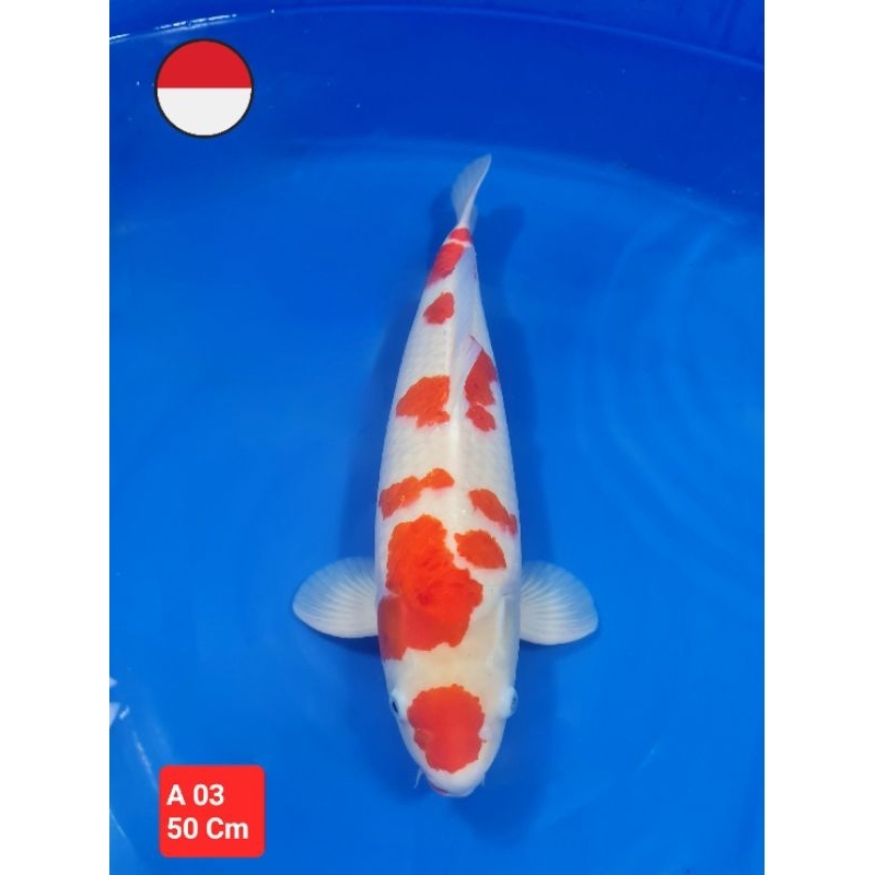 ikan koi jumbo kohaku showa Kode A 01