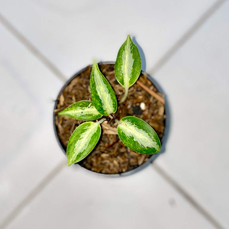 Aglaonema green bowl
