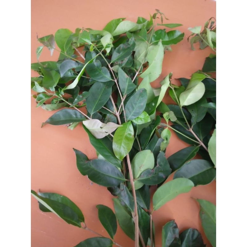 

daun salam segar/1 iket