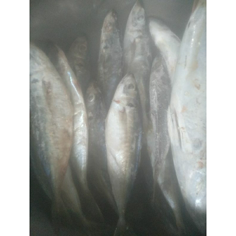 

Ikan serai