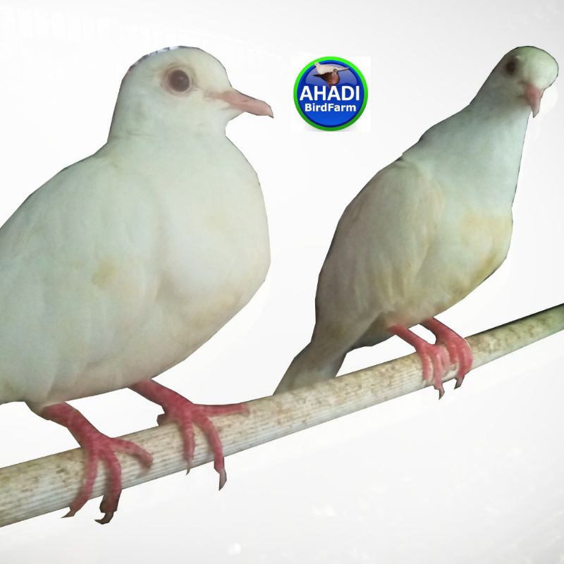 sepasang puter putih mata merah