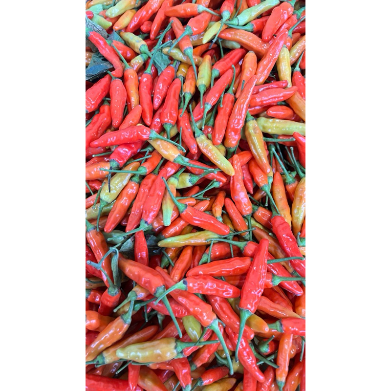 

Cabe rawit ori 1000 gram