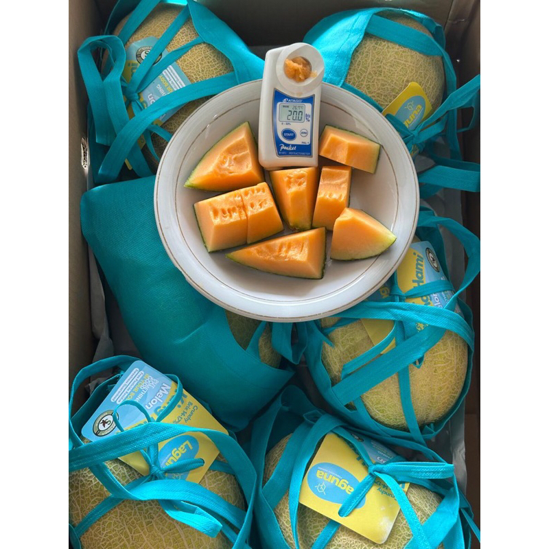 

Melon Hamigua 1 Dus (12 KG) Fresh Import