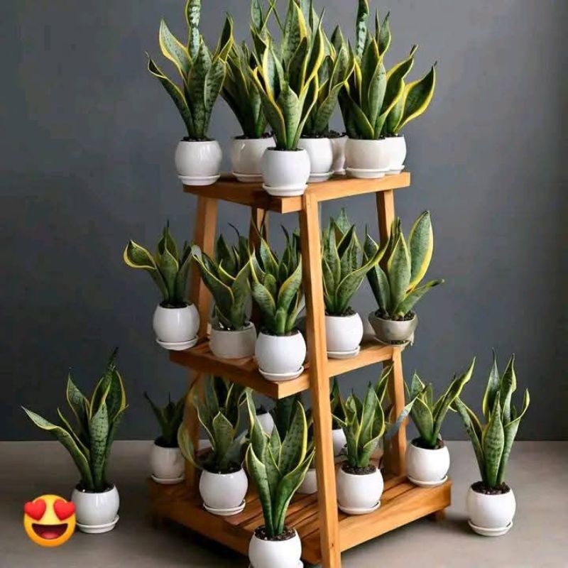 termurah lidah mertua super ball - sansivera pendek ceboll - tanaman hias