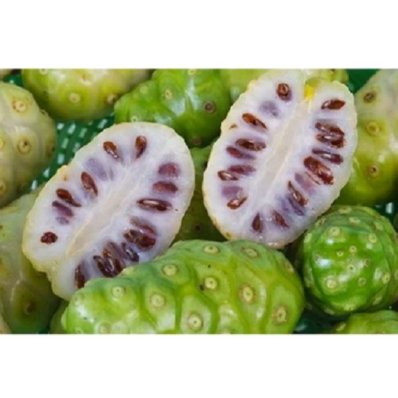 

Buah mengkudu segar 1kg