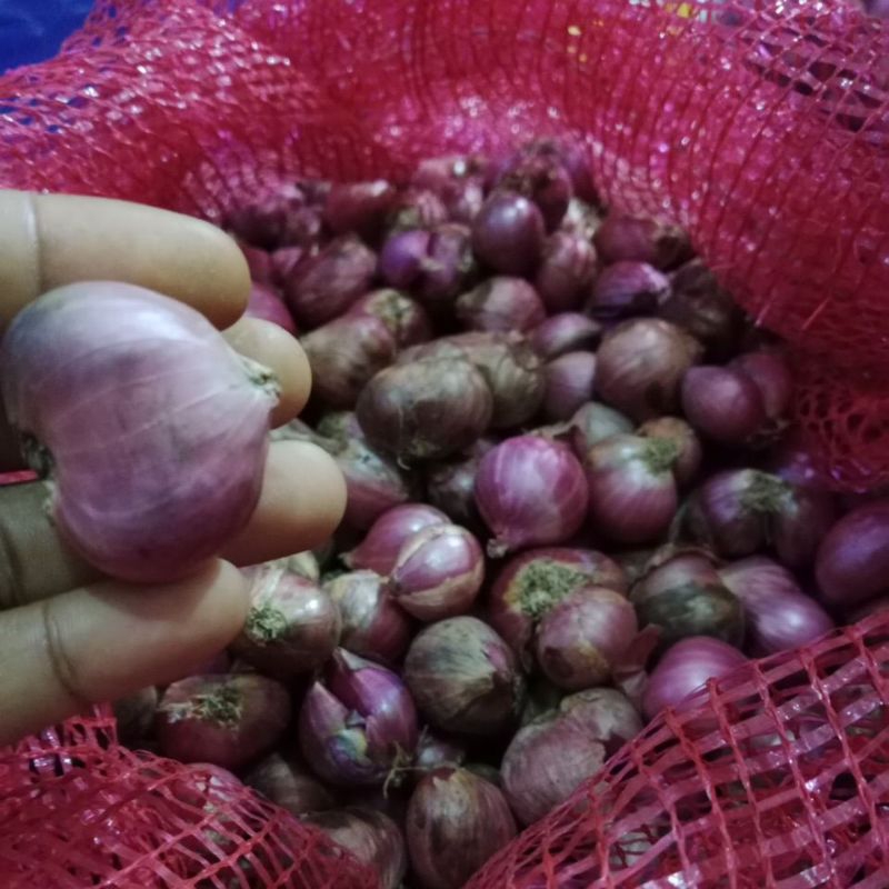 

bawang merah bima besar