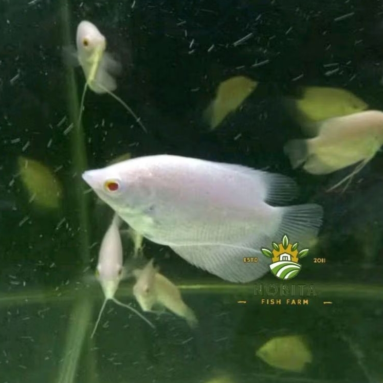 Makanan gurami padang 7-9 albino hiasan aquarium gen jumbo