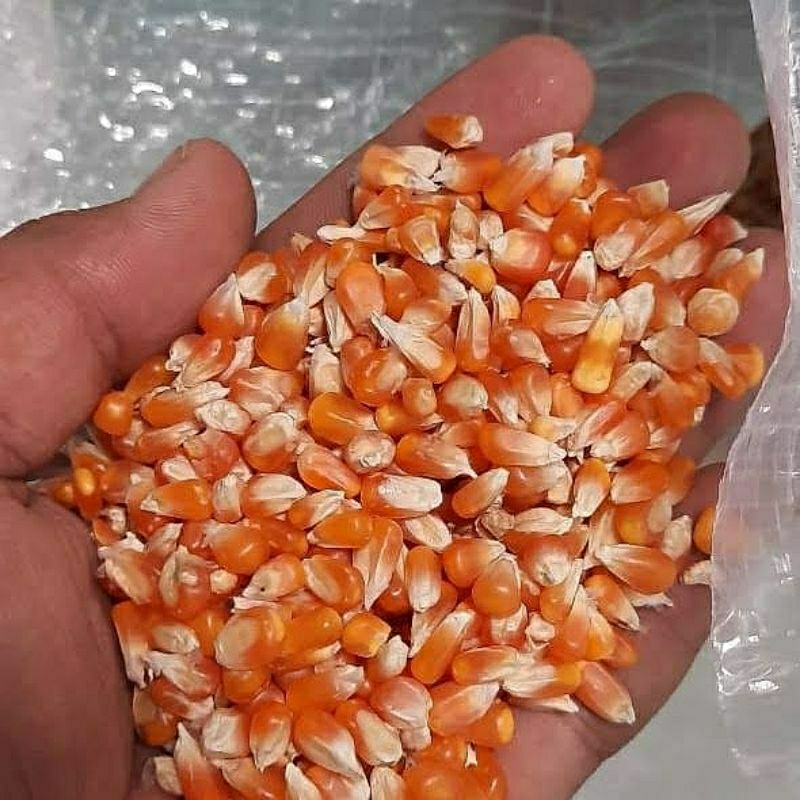 JAGUNG KRISTAL JAGUNG GOTER PAKAN BURUNG JAGUNG KECIL PAKAN AYAM