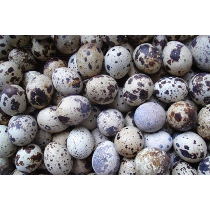 

telor puyuh 1krat