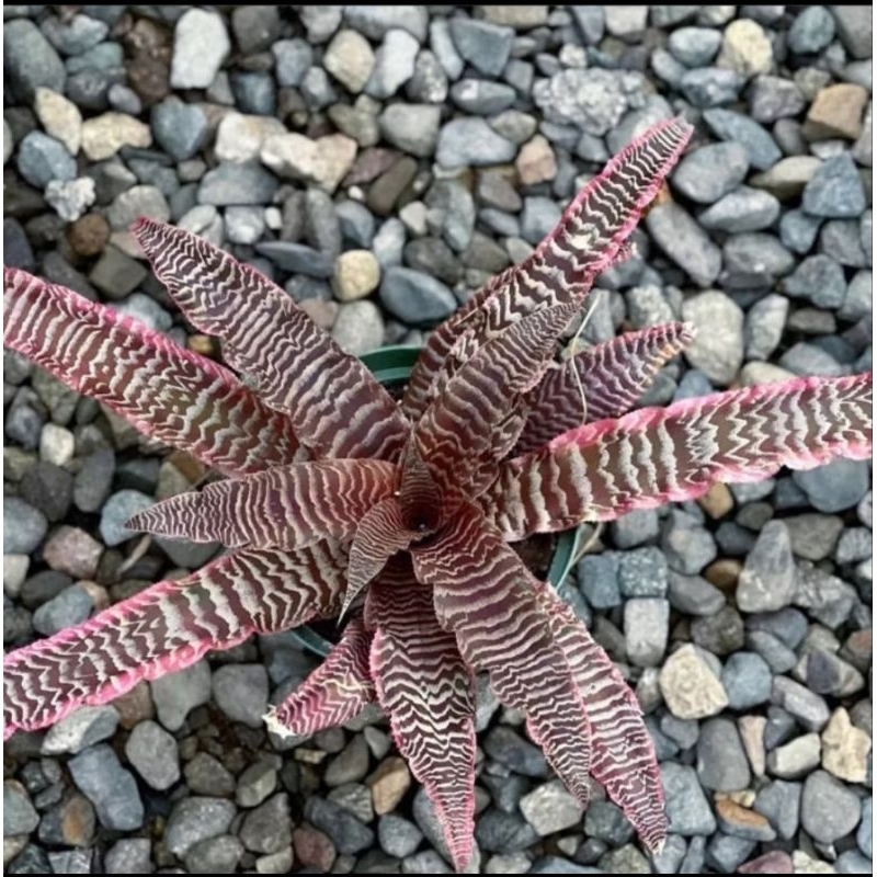 Cryptanthus Zonatus Zebrinus / Tanaman hias Cryptanthus / Tanaman Bromeliad