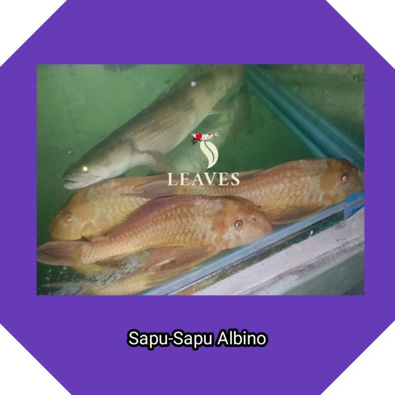 ikan sapu sapu jumbo