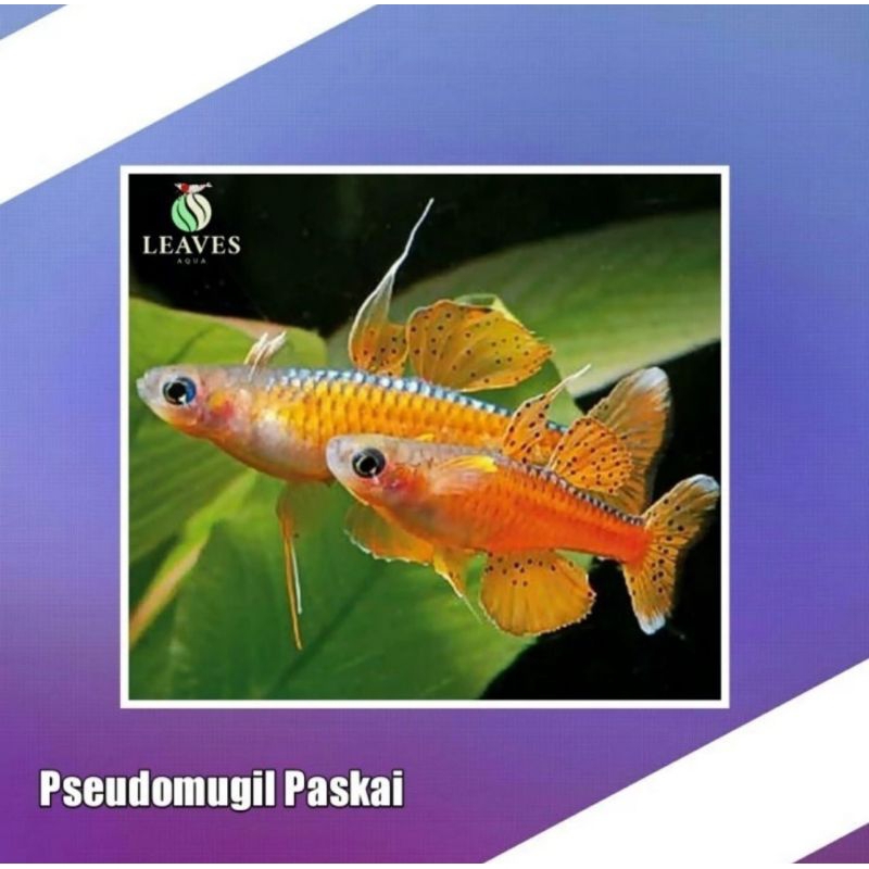 Pseudomugil paskai ikan hias aquascape