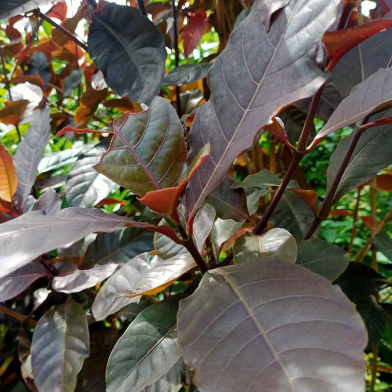 

Daun ungu / Wungu segar mengatasi ambeyen atau wasir