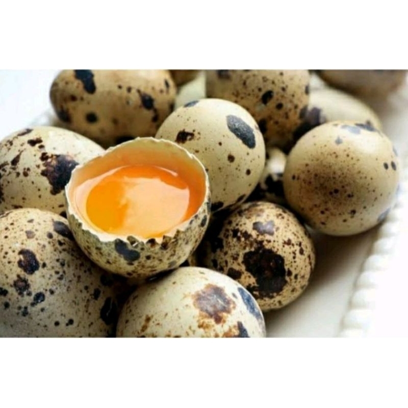 

Telur Puyuh Fresh OMEGA