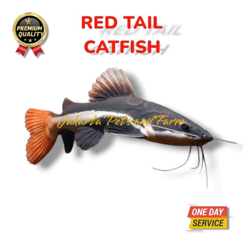 Ikan Hias Predator RTC Red Tail Catfish - Lele Amazon