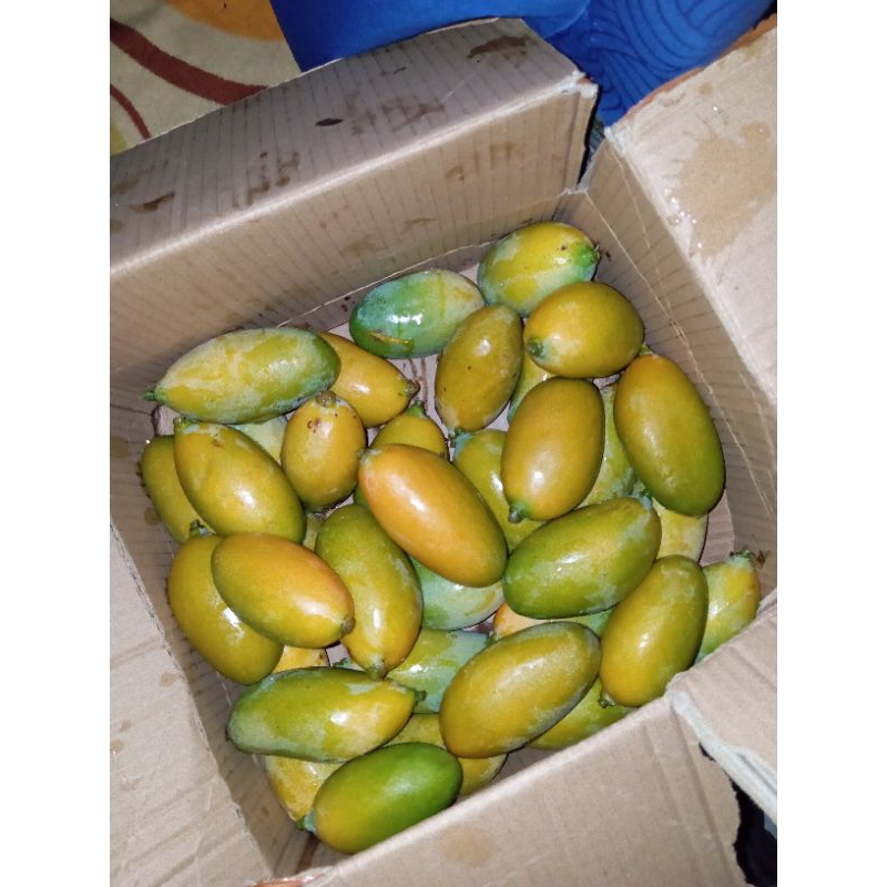 

mangga mungil aesthetic