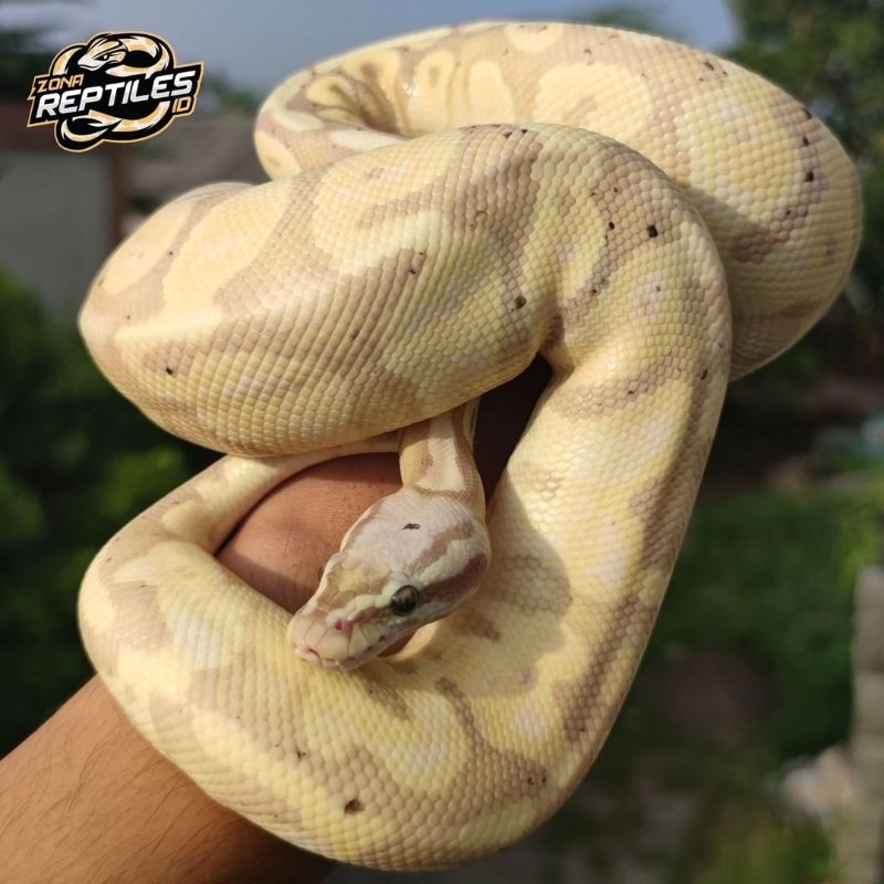 Ball Python Banana Pastel