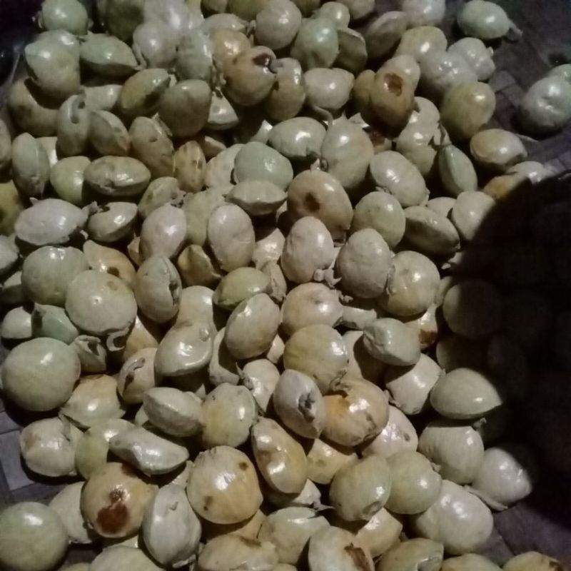 

jengkol tua fresh 1kg ukuran sedang