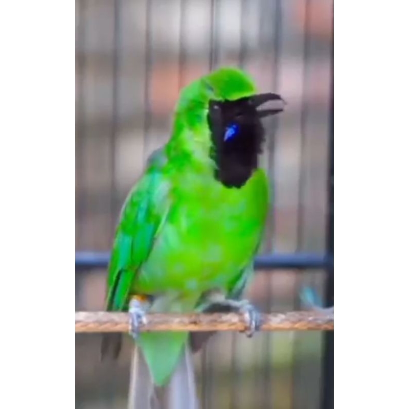 Cucak Ijo mini Jantan