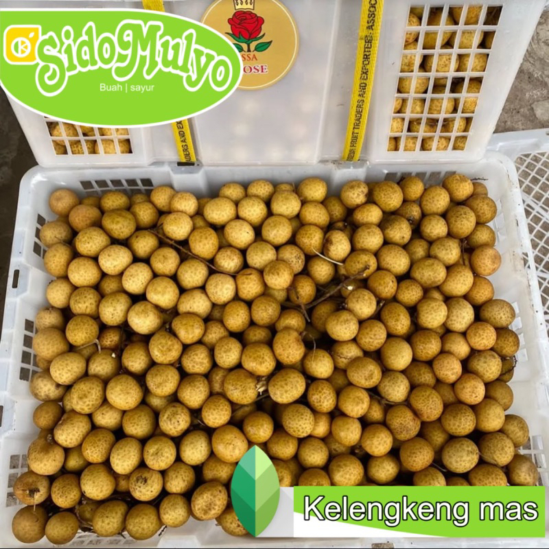 

Buah kelengkeng mas fresh manis dan tebal 1 keranjang ( 12 kg ) | us sidomulyo fresh