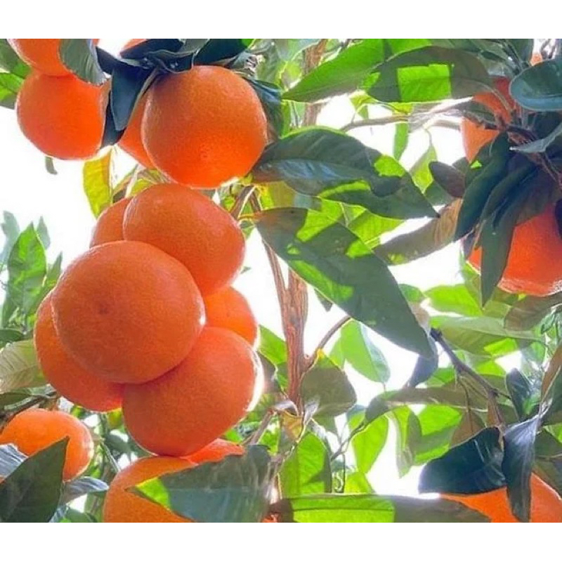

Bibit tanaman jeruk mandarin okulasi berbunga berbuah