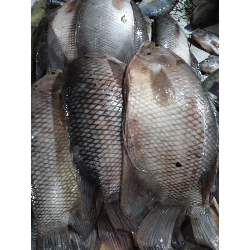 

Gurami 500 gr segar fresh.