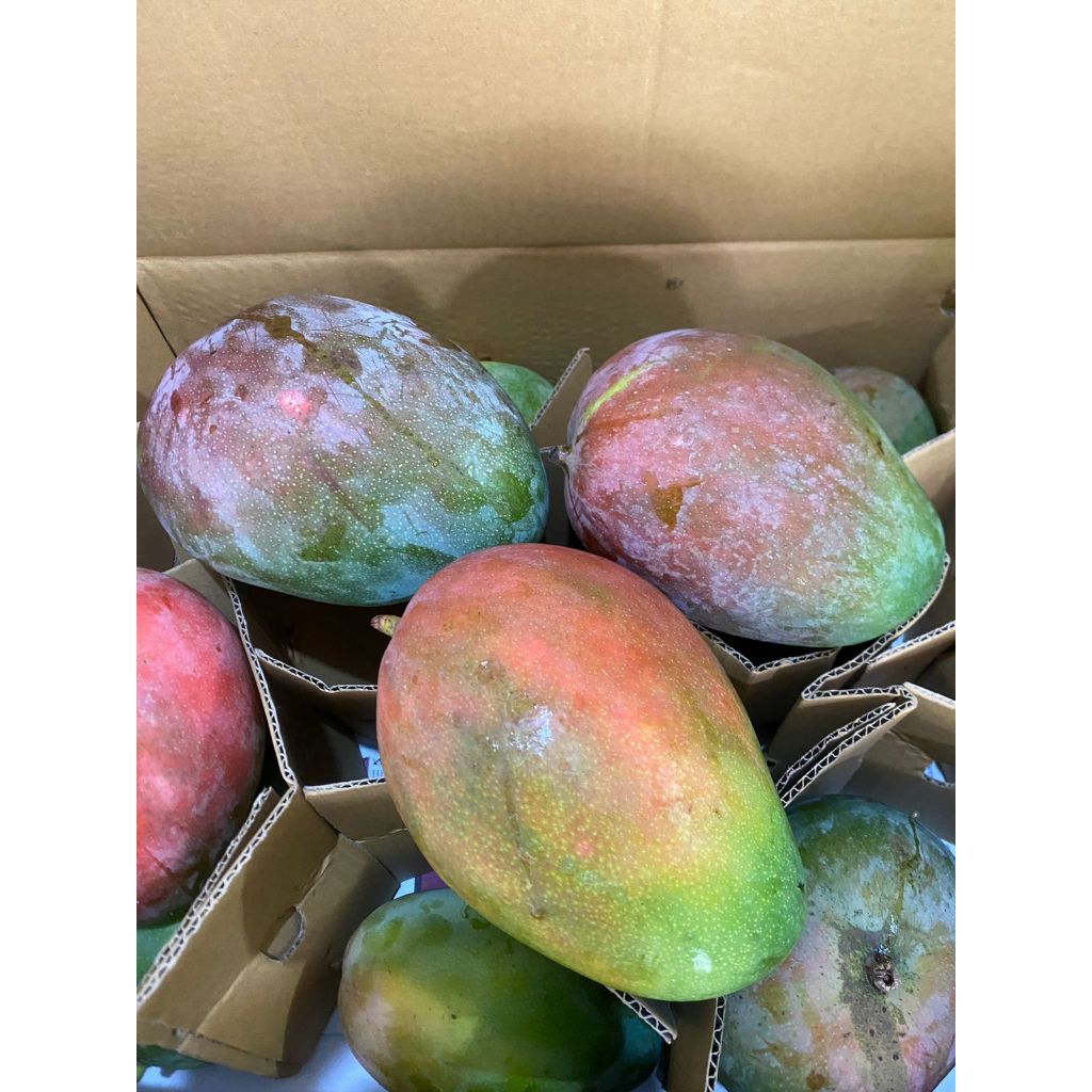 

mangga brazil (5kg)