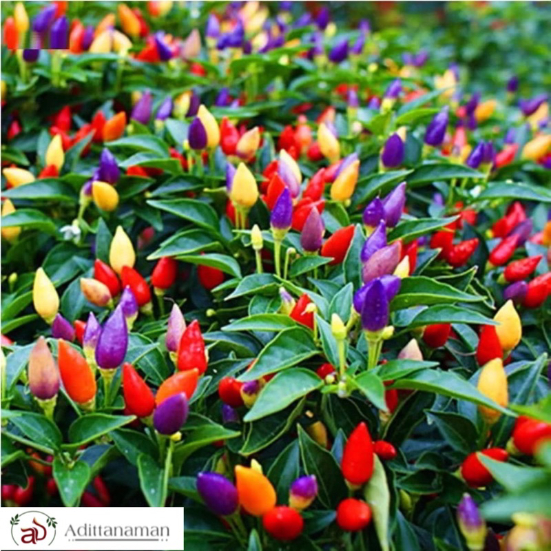 ( mp 2 ) Tanaman Cabe Pelangi (Capsicum annuum ) - Cabe Pelangi - Cabe Pelangi Berbuah - Bibit Cabe 