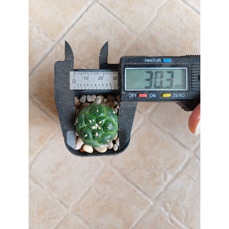 Coryphanta Elephantidents Inermis