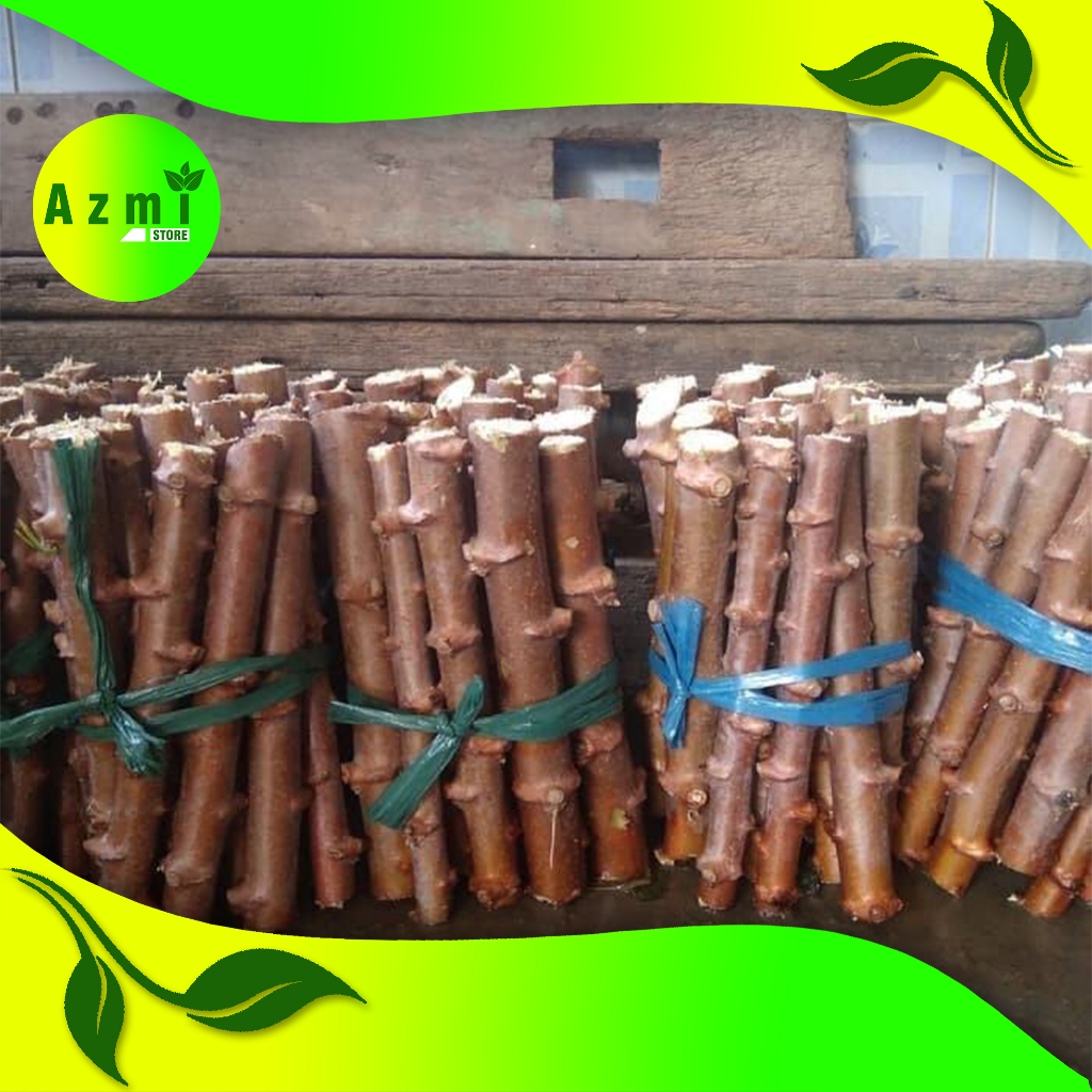 

BIBIT SINGKONG SEGAR SINGKONG BESAR 1 KG