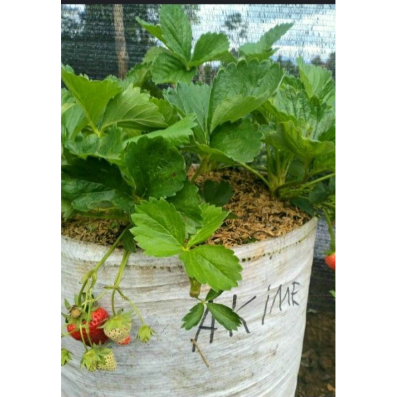 Indukan Aikihime strawberry import