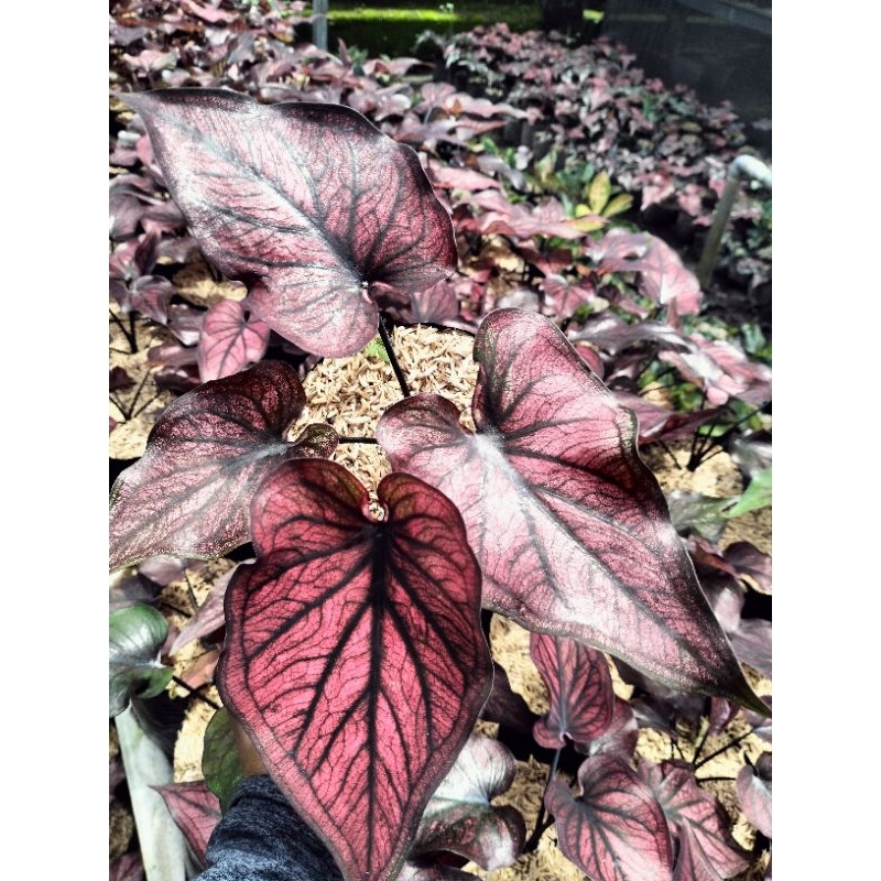 caladium red stone keladi lokal red stone remaja