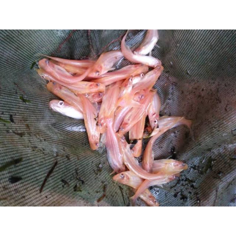bibit patin albino kualitas Terbaik Size 3-5 cm paket 25 ekor.