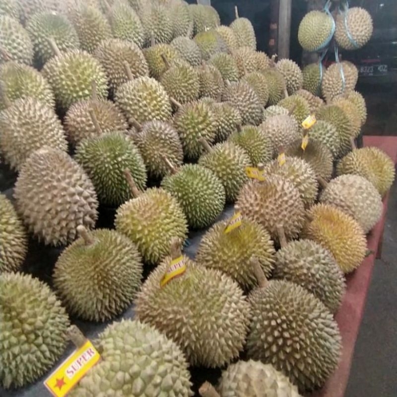 

Durian Lokal Bulat Medan Utuh Sibolga +2,2KG