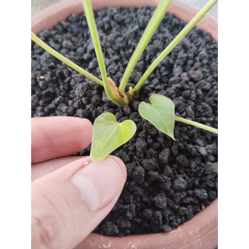 anthurium corong varigata mewah ( bonggol ) isi ada 4 pohon