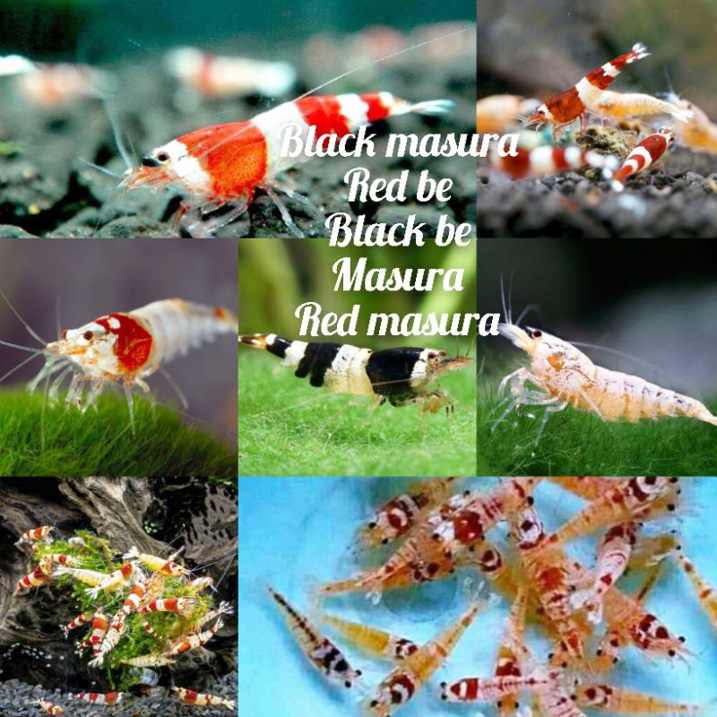 paket 50 caridina udang hias aquascape/hiasan aquarium