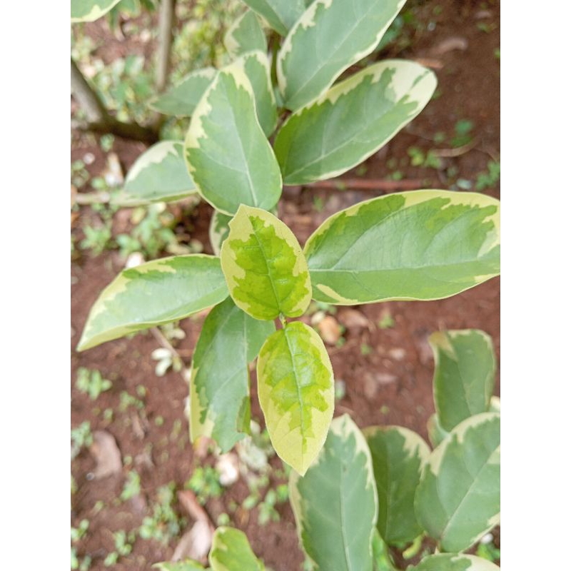 sancang varigata golden