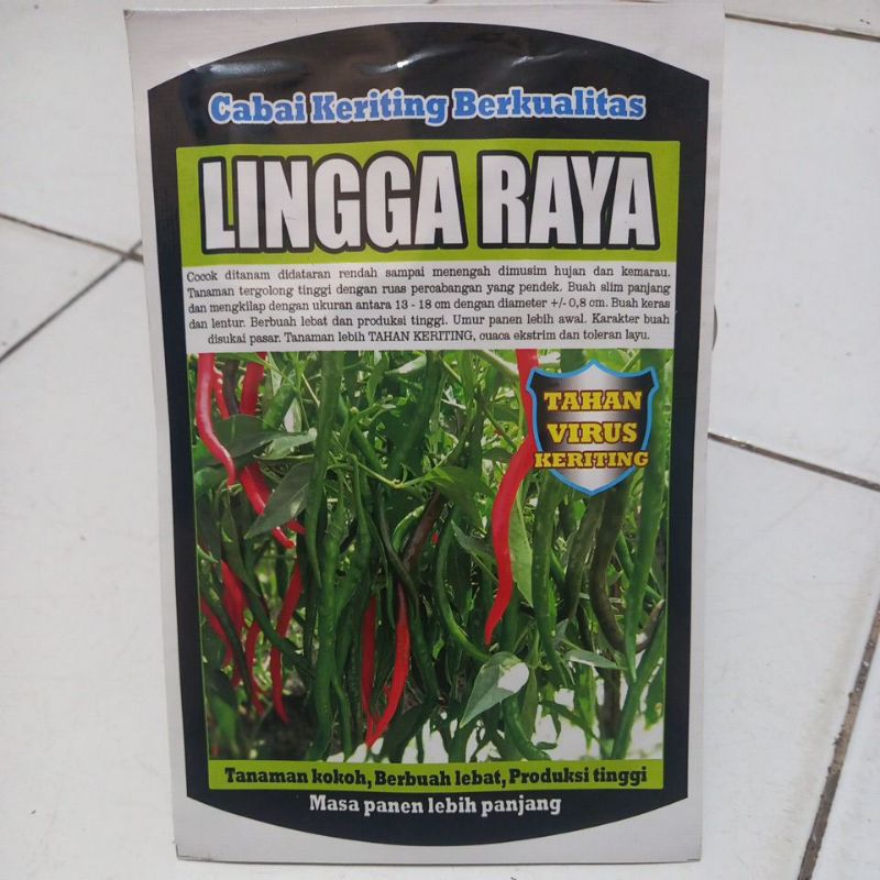 benih cabe keriting lokal berkualitas LINGGA RAYA