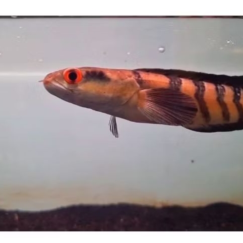 

COD STIKER CHANNA RED BARITO SP SANGGU BAR 4/4