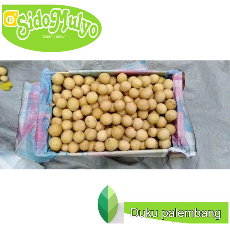 

(Paket 2.5 kg Duku) asli Palembang fresh (manis) | ud sidomulyo buah