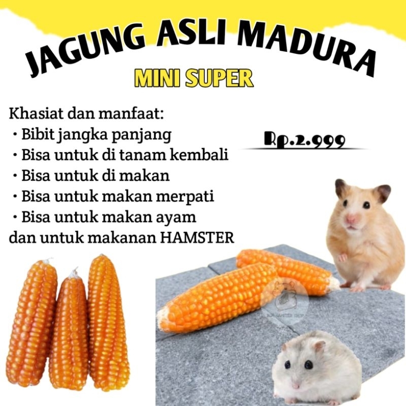 JAGUNG ASLI MADURA TIDAK DI PIPIL 3 PCS UNTUK MAKANAN HAMSTER AYAM DAN MERPATI