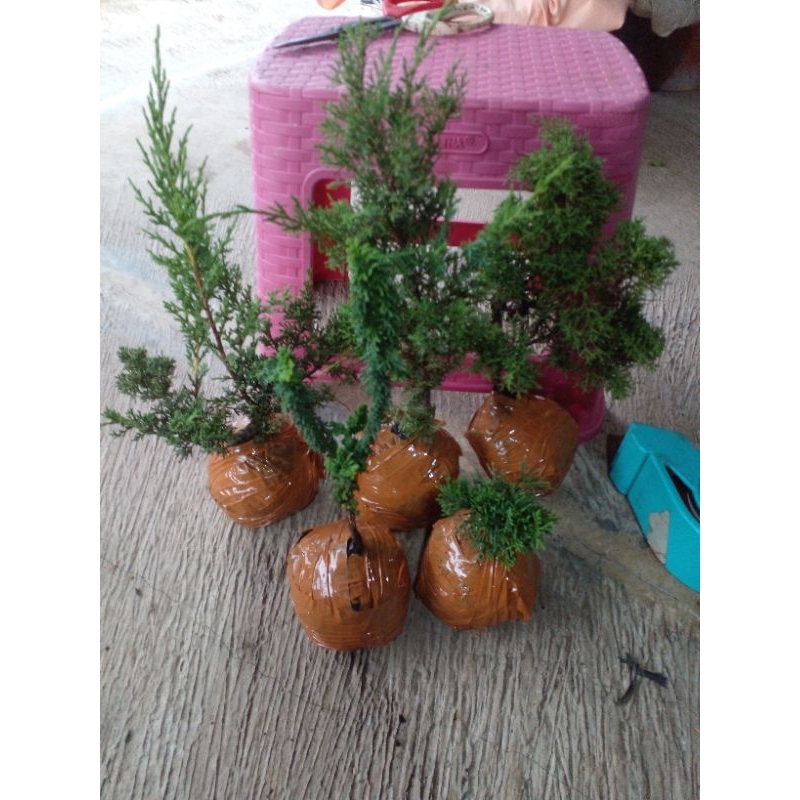 paket 5jenis cemara sekka hinoki.kishu/pingpong.itoigawa.shimpaku. sargenti jarum