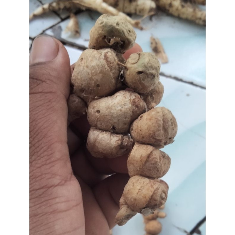 

TERMURAH !!! Kencur segar super/ tua / Kencur untuk seblak