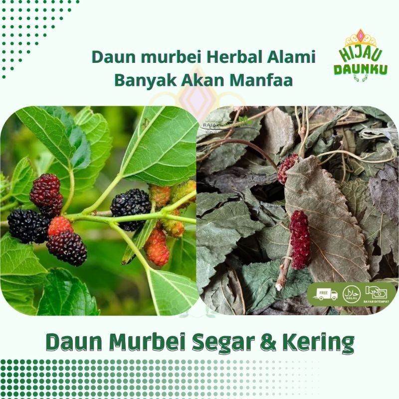 

Daun Murbei Murbery Herbal Organik Alami Segar & Kering