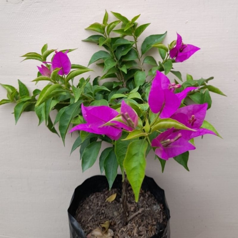 Bunga Bougenville Bunga hias Bougenville Ekor Musang Ungu